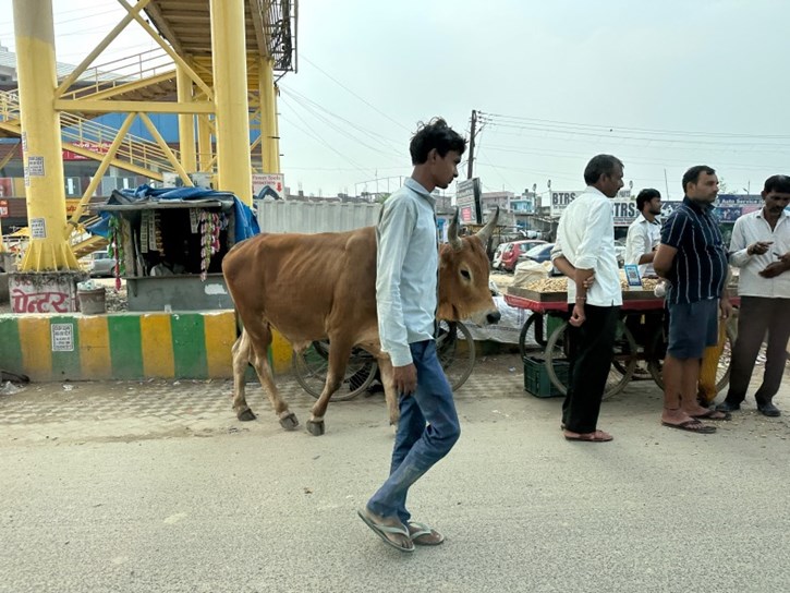 Η αγελάδα ατάραχη στους δρόμους μεγάλης κυκλοφορίας